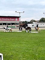 Interne Turnier Rennbahn 24 2